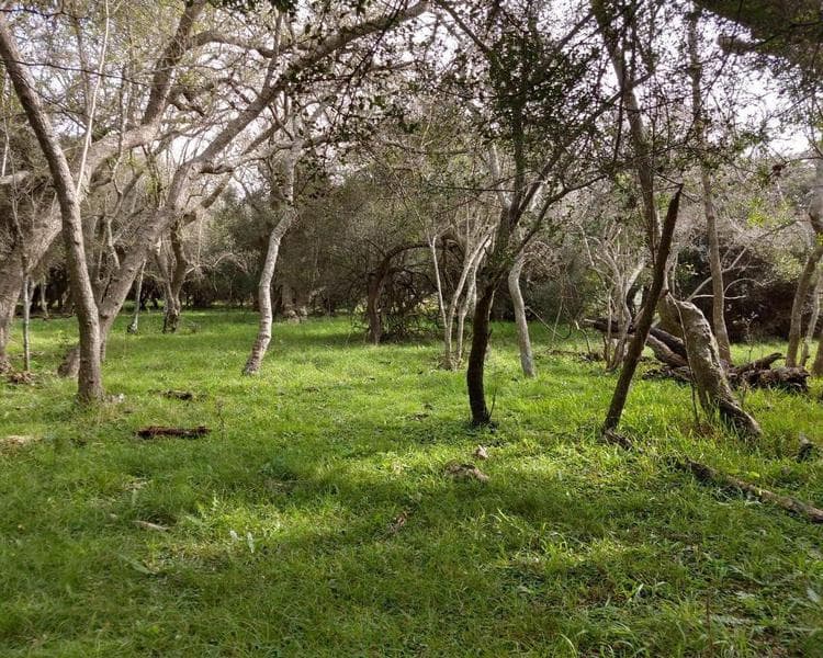 VENTA DE TERRENO EN CHACRA LAGUNA EL ROSARIO MADARIAGA - 1