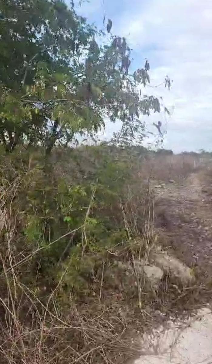 Oportunidad!!! Venta de terreno ubicado Ticopo Acanceh. - 1