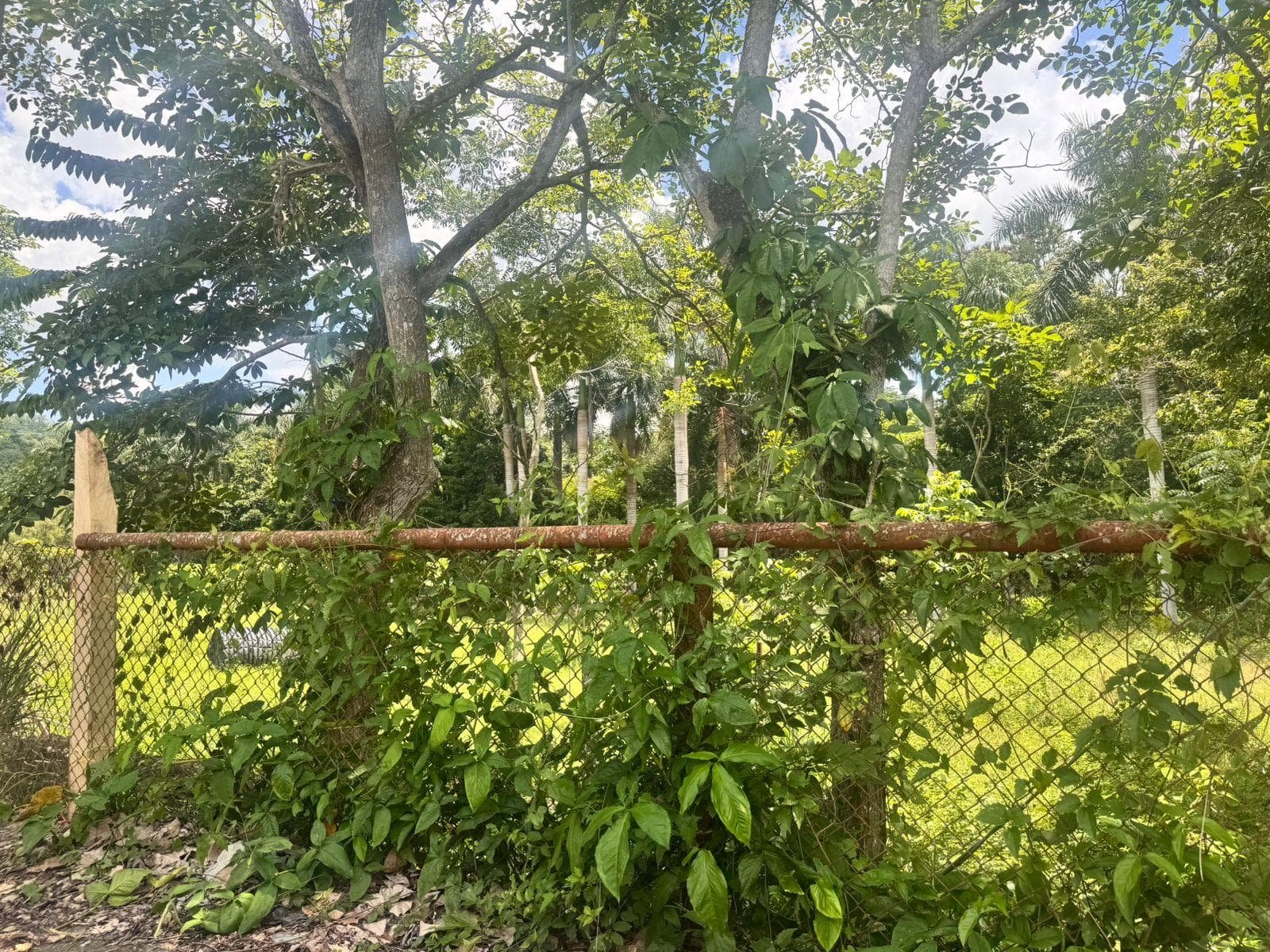 TERRENO EN VENTA COL REVOLUCION VERDE, POZA RICA - 1