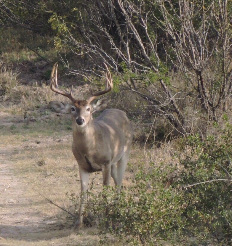 VENTA DE RANCHO EN JUAREZ COAHUILA - 1