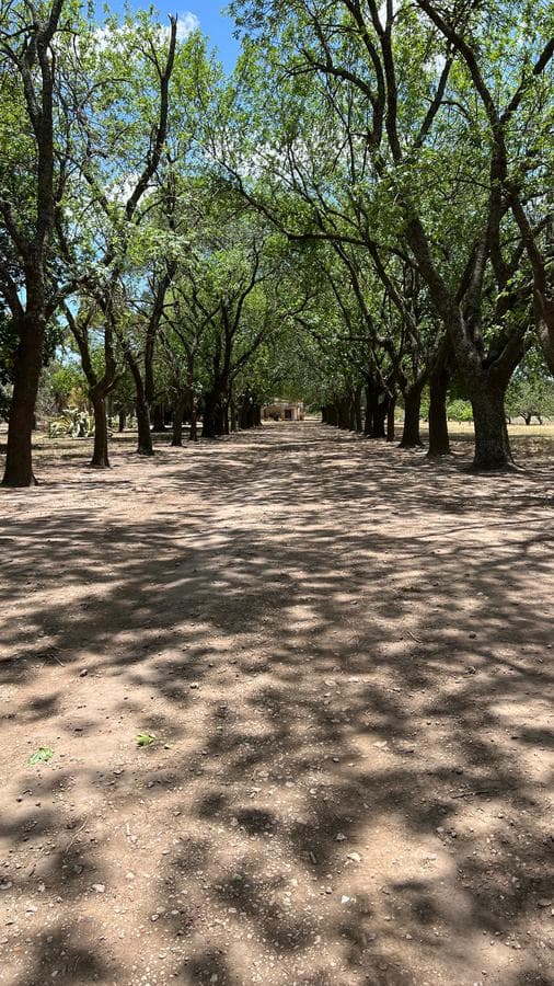 Campo - San Pedro - 1