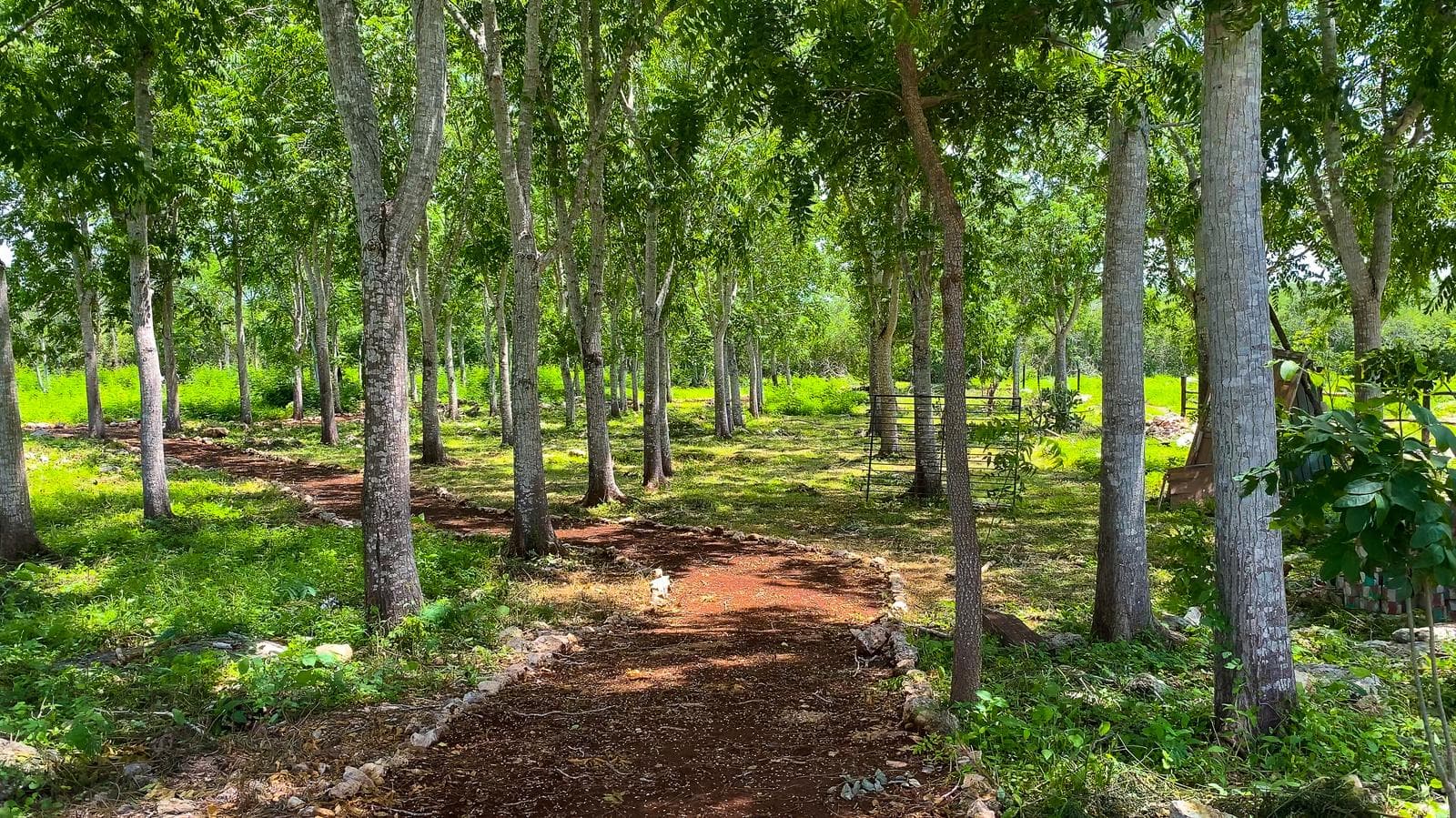 Terrenos campestres en Yucatán con servicios listos para construir - 1