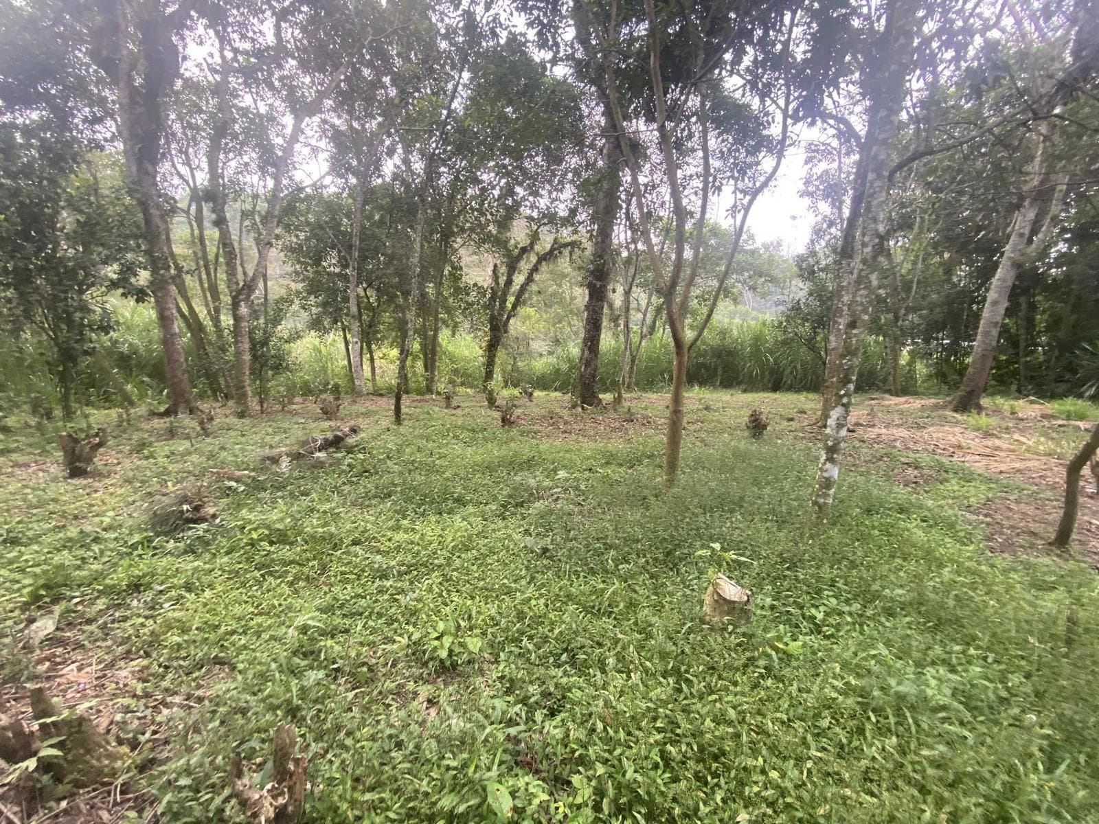 Terreno en Pueblo Pacho Viejo - 1