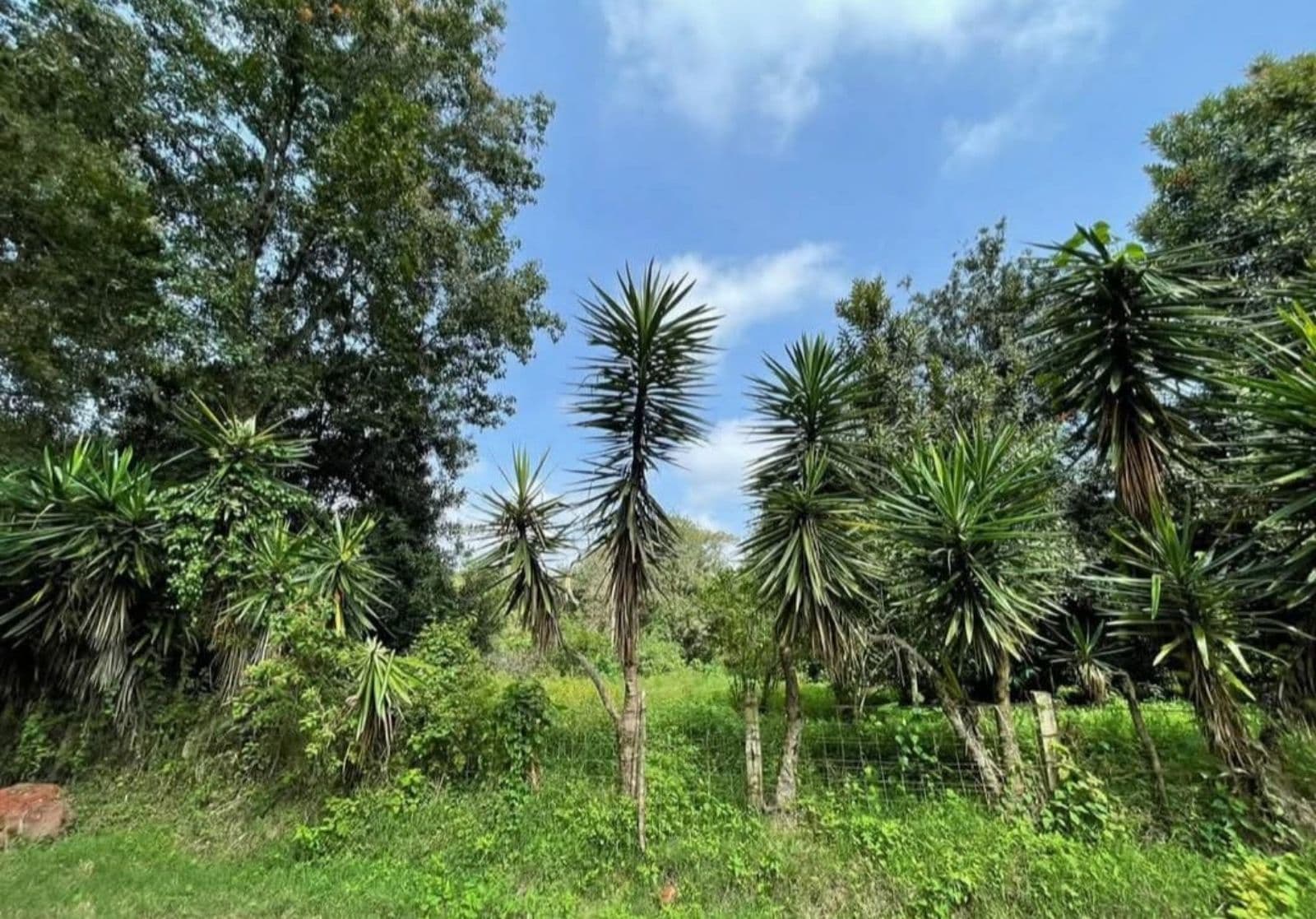 Terreno - Coatepec - 1