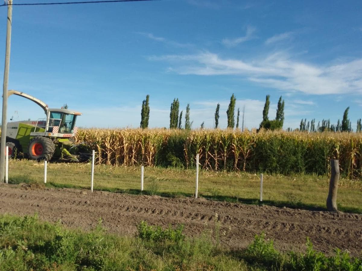Campo - General Alvear - 1