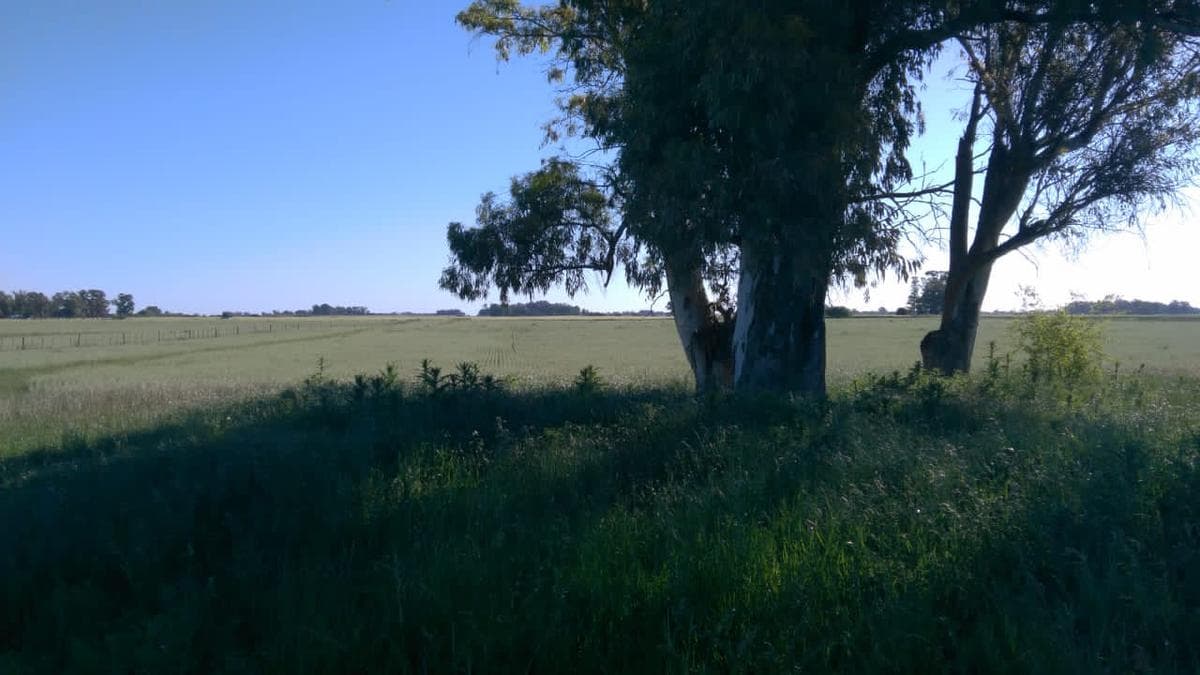 Campo - Bolivar - 1
