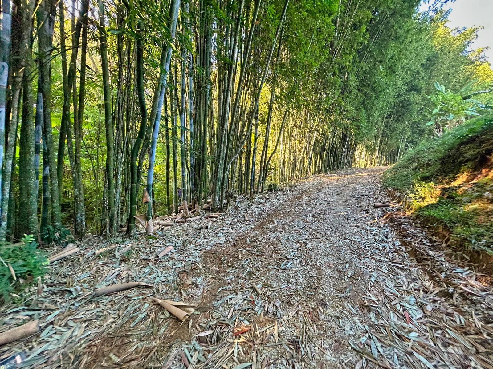 Terreno en Venta en Coatepec Veracruz 3 hectareas - 1