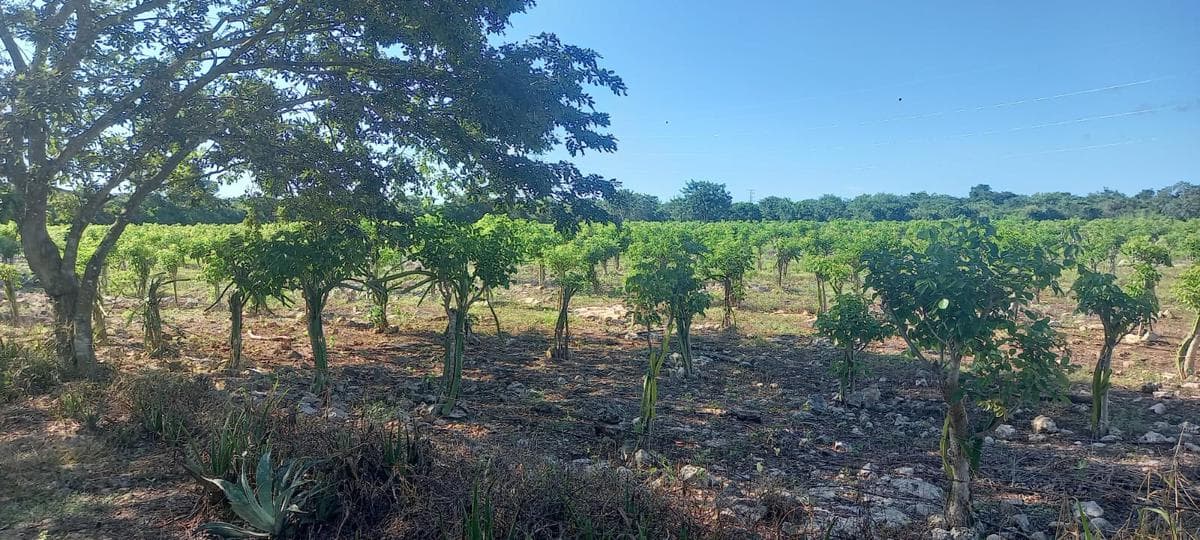 Venta Rancho a Orilla de Carretera en Dzilam Gonzalez Yucatan - 1