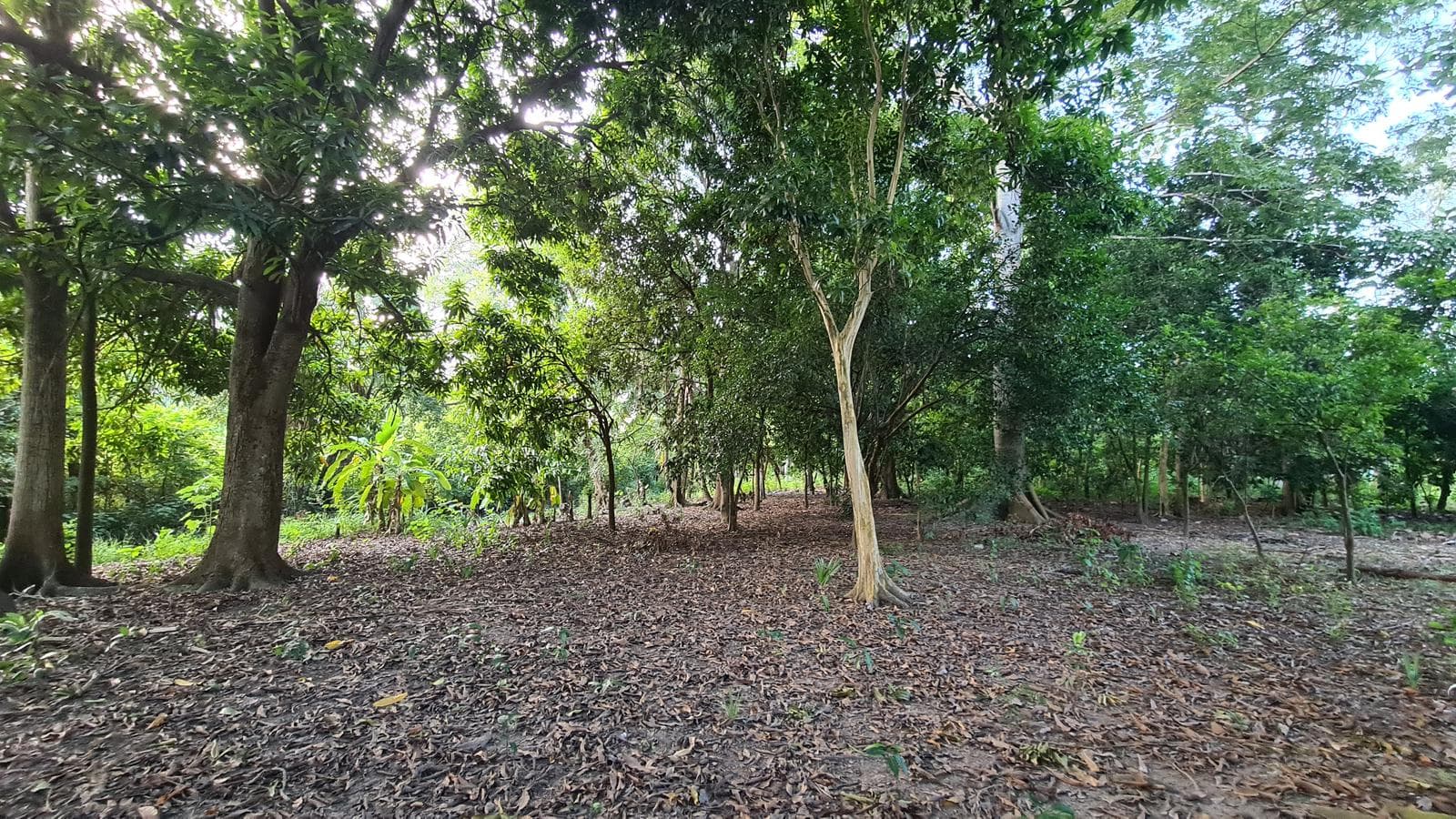 TERRENO EN VENTA EN IXTACOMITAN 5TA SECCION - 1