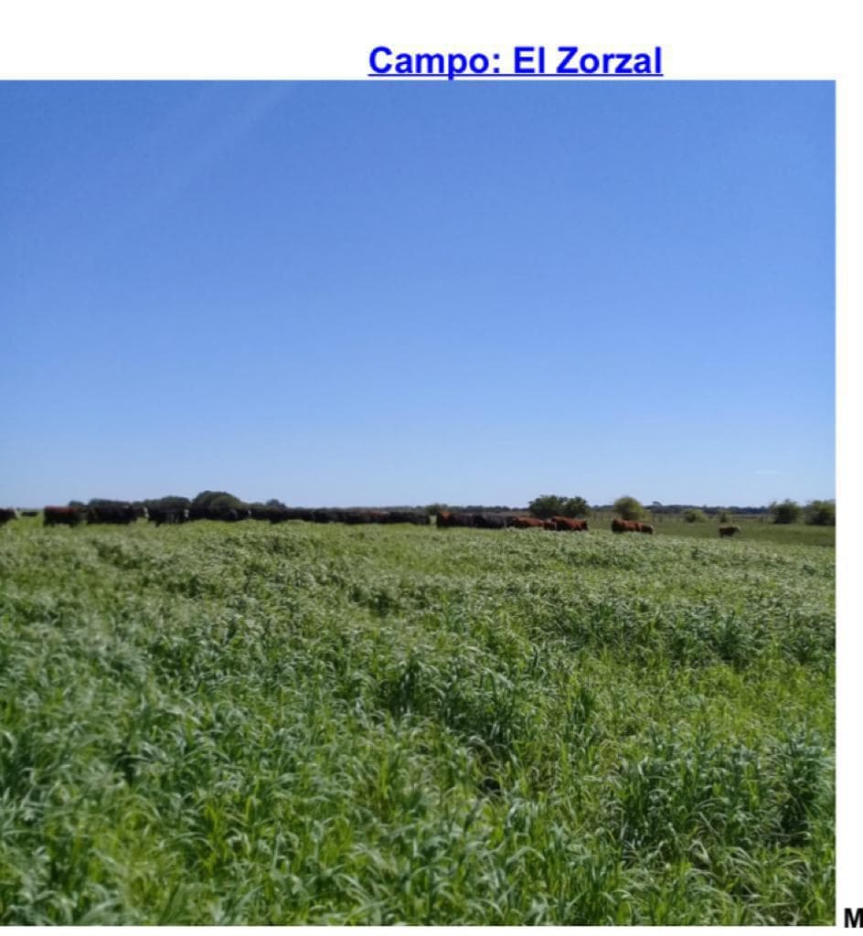 Campo en Madariaga - 1