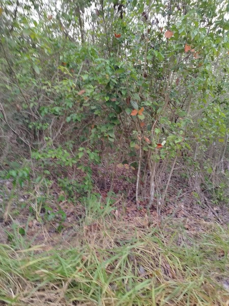 VENTA DE HECTAREAS EN JOSÉ MARÍA MORELOS - 1