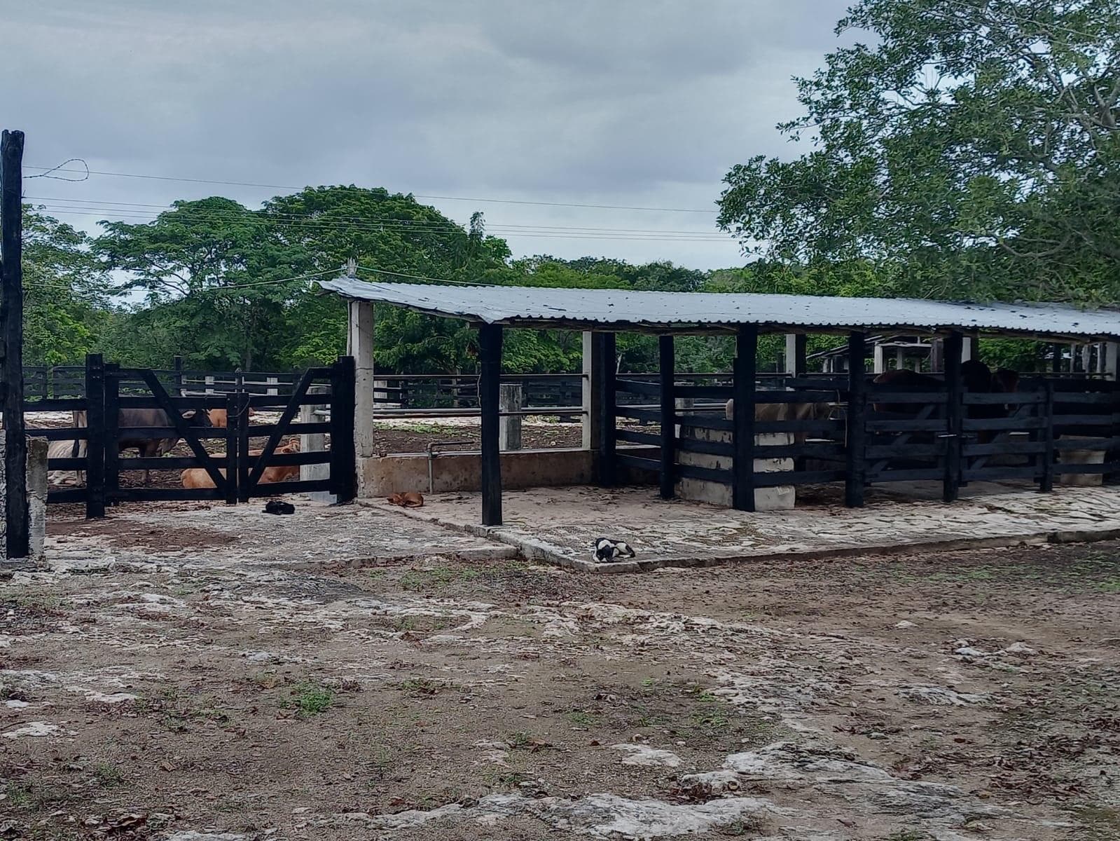 Rancho en venta, Panaba - 1