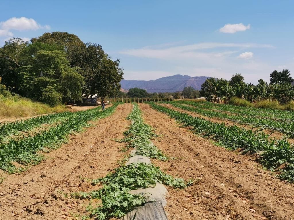 TERRENO EN VENTA (PARCELA) - 1