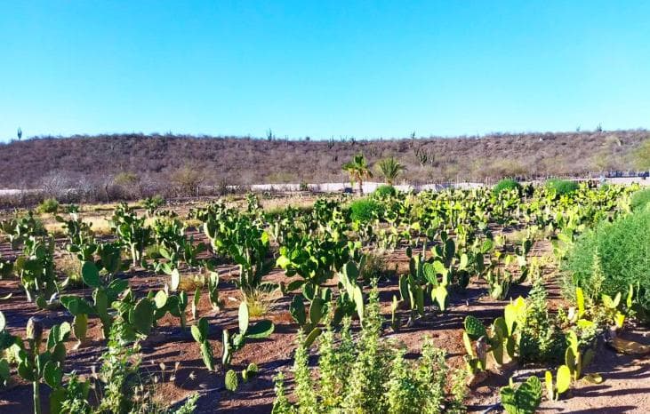 Rancho en VENTA, Rancho en Comondú ,BCS - 1