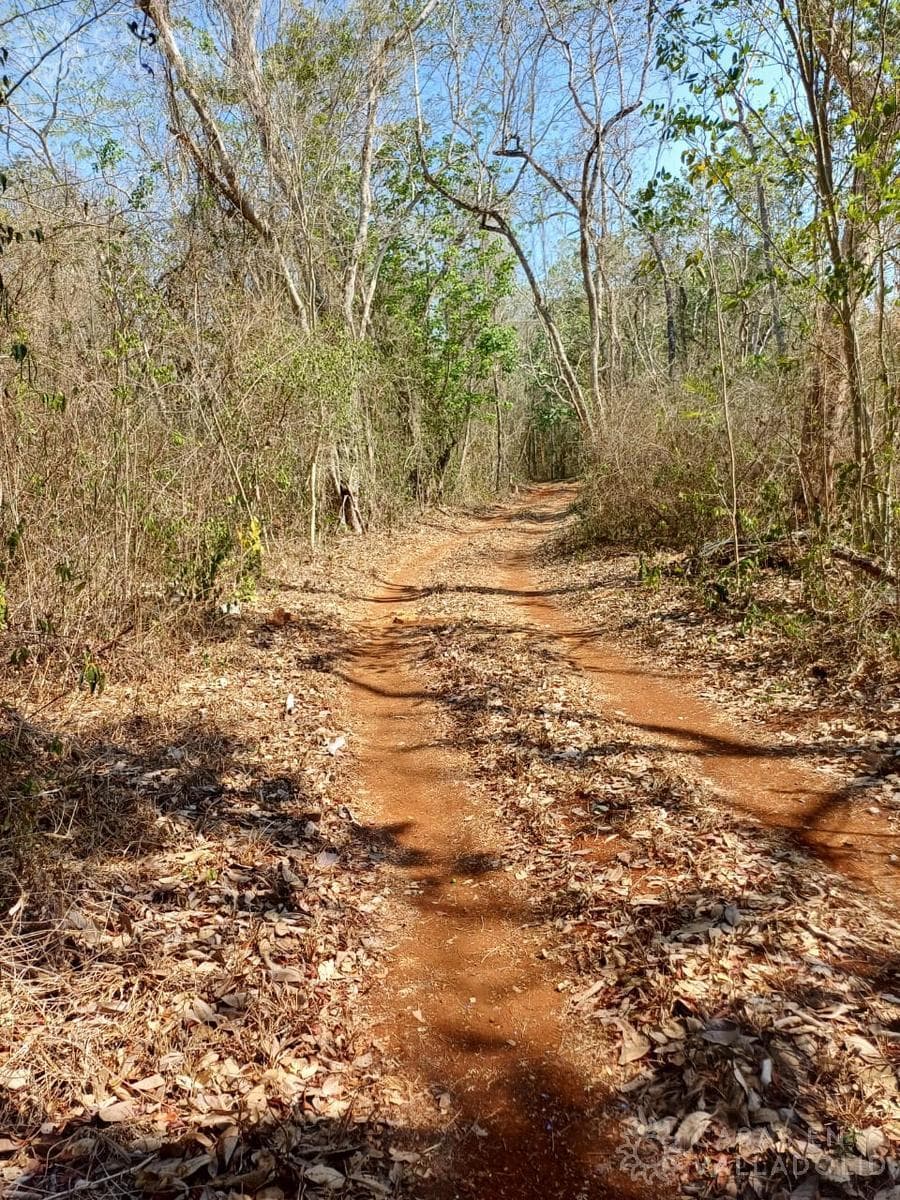 Terreno en venta cerca de Tekom, Yucatán - 1