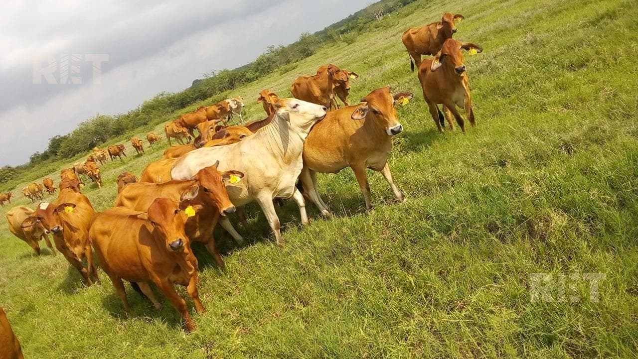 Rancho ganadero en Tampico Alto - 1