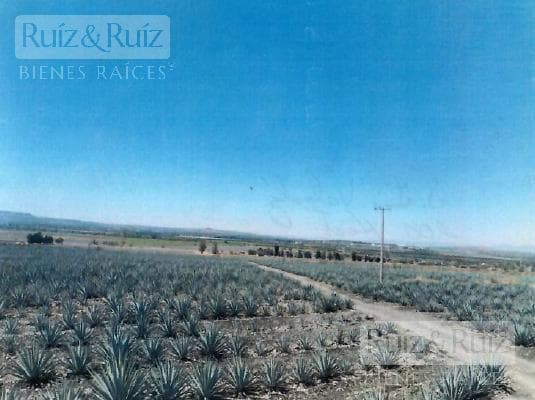 Terreno en Romita Gto. - 1