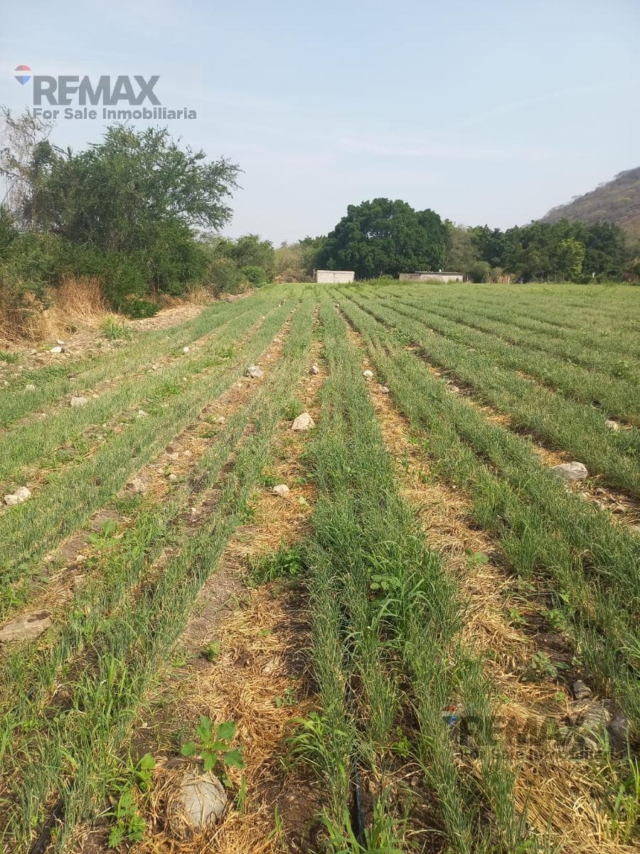 Venta de terreno escriturado, Jaloxtoc, Villa de Ayala, Morelos...Clave 5791 - 1