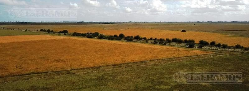 Campo Ganadero Recría en venta. Punta Indio/Chascomús, BA - 1