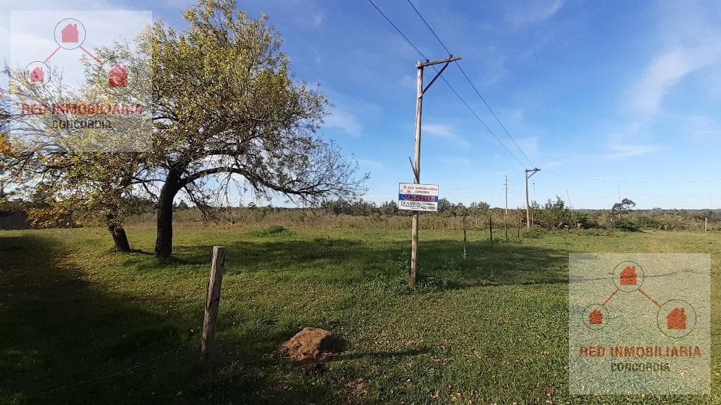 Terreno - Concordia - 1