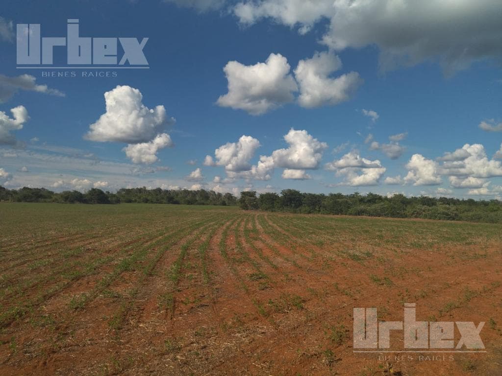 VENTA DE TERRENO AGRICOLA EN HOPELCHEN, CAMPECHE - 1