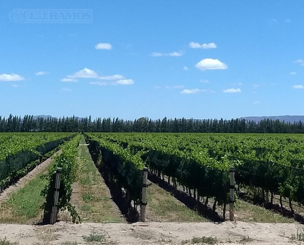 Finca con viñedos en venta. San Rafael, Mendoza - 1