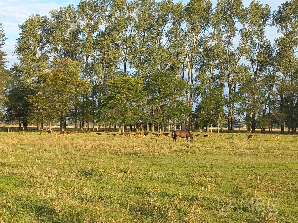 VENTA-LOTE-CHACRA-CARMEN DE ARECO-LA ALAMEDA - 1