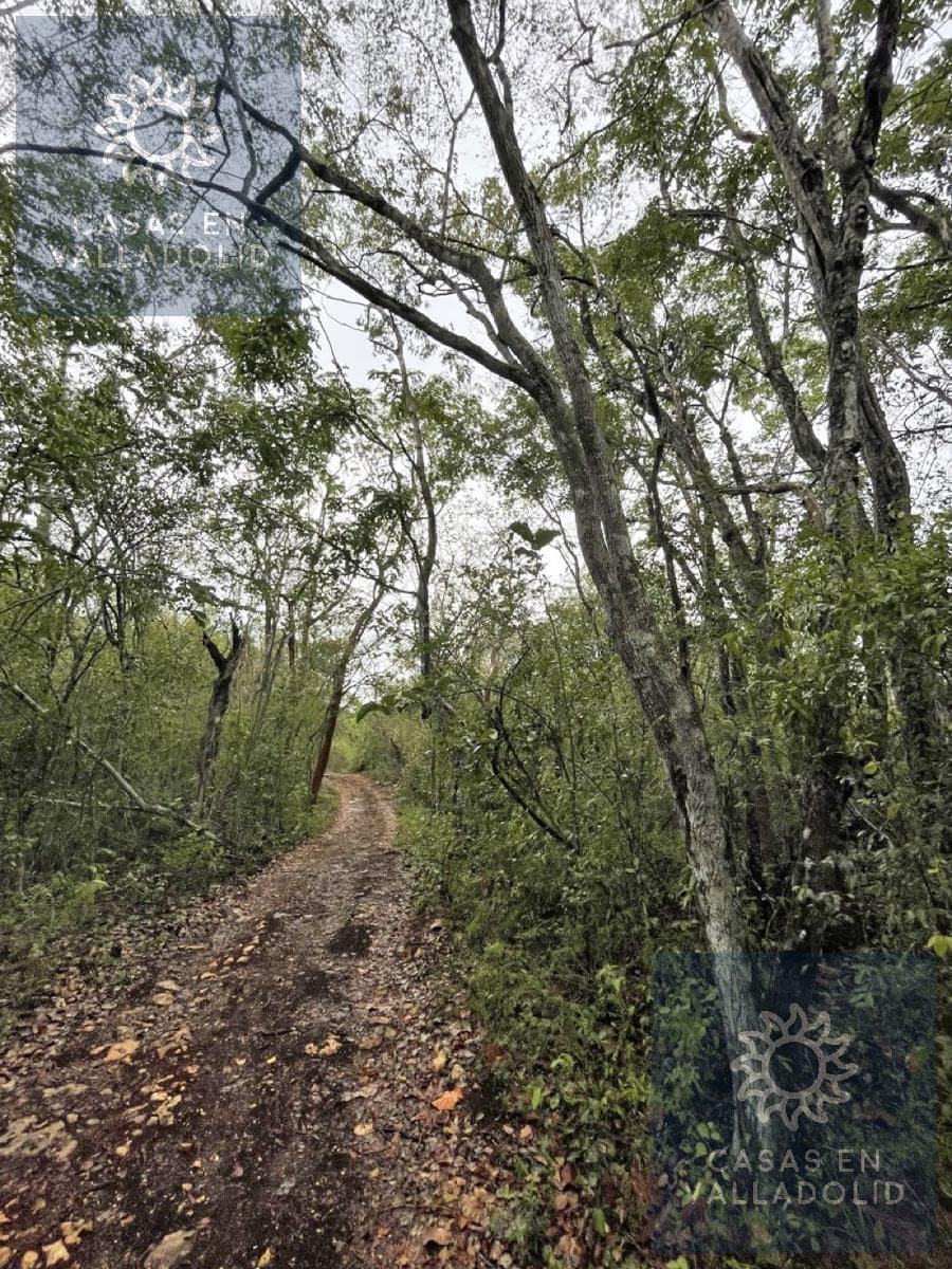 121.3 Hectáreas en venta en Tixcacalcupul - 1