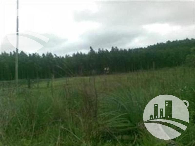 Campo ganadero 133 has. - 1