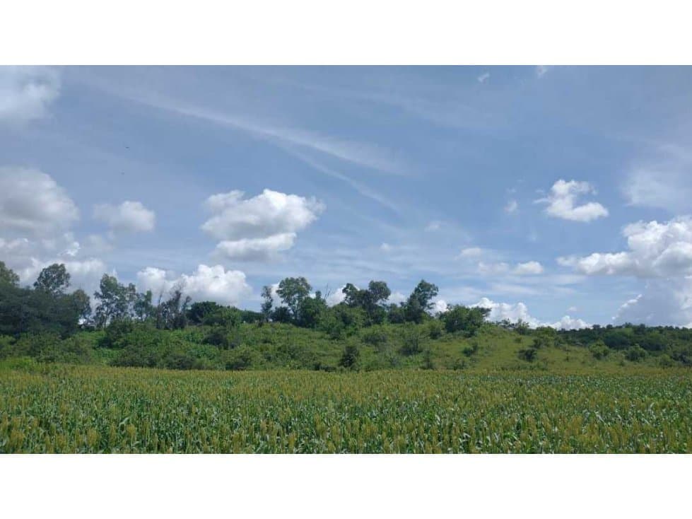 17 HECTARIAS EN VENTA EN YECAPIXTLA MORELOS - 1