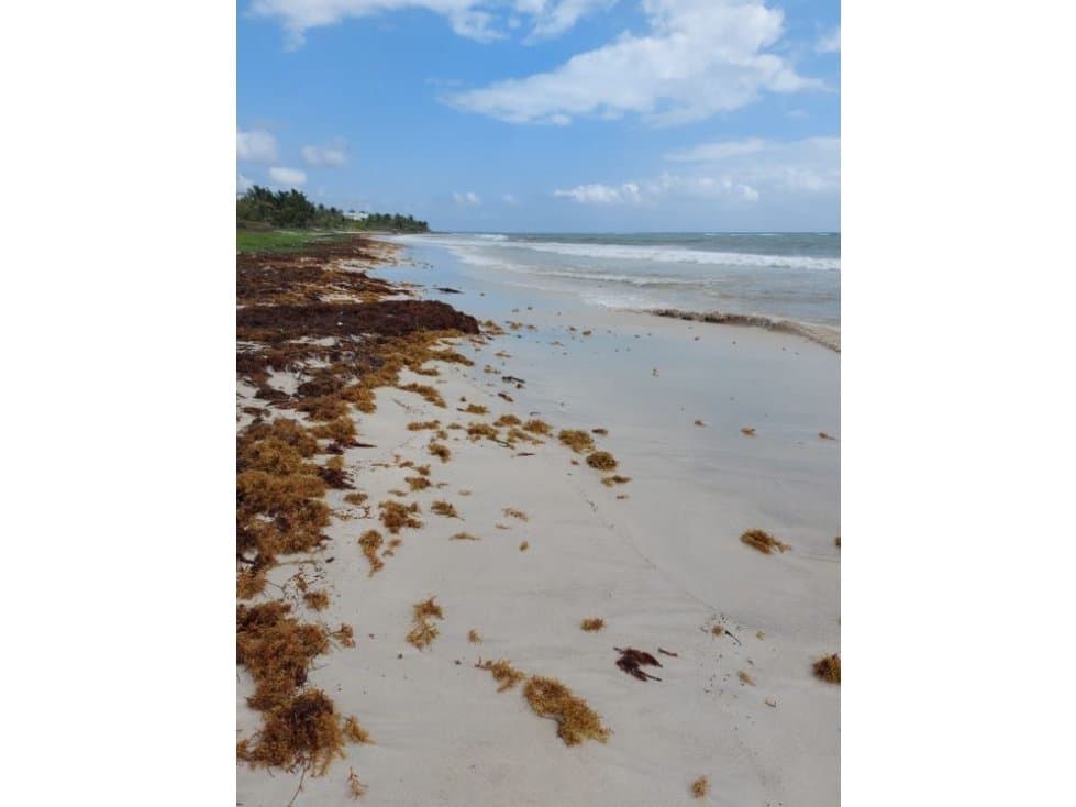 Mahahual 10,000 m2.(100 ML x 100 fondo ) puerto ángel - 1